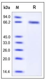 Human GFR alpha-2, His Tag on SDS-PAGE under reducing (R) condition. The gel was stained overnight with Coomassie Blue. The purity of the protein is greater than 97%.